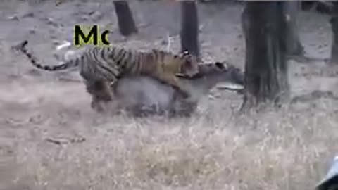 Wild Video Brutal Tiger Attack in Indian Subcontinent ||