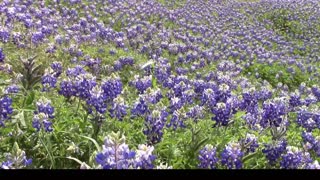 Wind blowing through bluebonnets creates beautiful effect