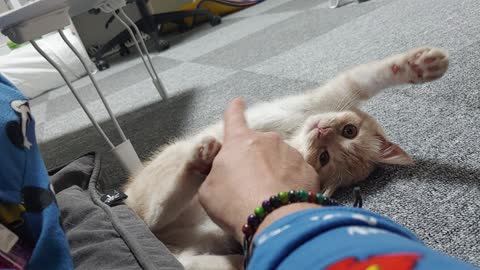 A baby cat begging for attention