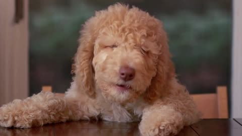 A dog sitting at a table moves its mouth as if Talking