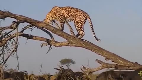 Lion vs Buffalo - Top moments Buffalo fight back the KING LION to save baby Cheetah, Eagle, Goat