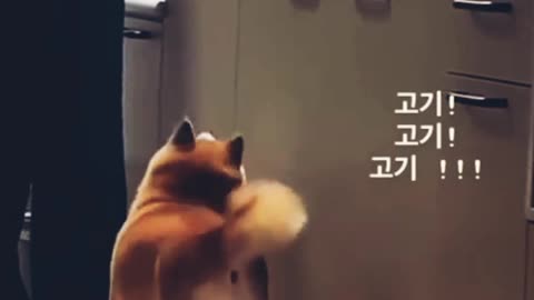 Funny moment video cat and dog 🤣🤣🤣