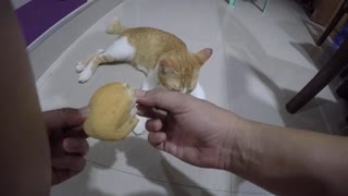 Hungry cat eats bread