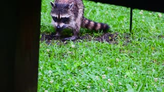 Raccoon in my backyard.