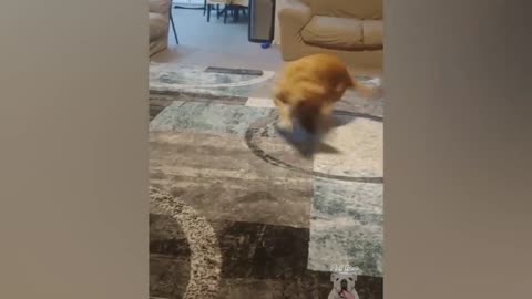 Pets vs laser pointer funny video
