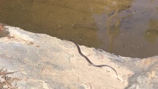 Tiger Snake Swims Across Stream