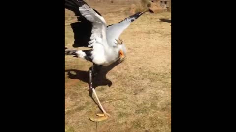 Graceful Dancing Hawk