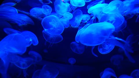 Jellyfish Tank Water Life Marine Blue Aquarium