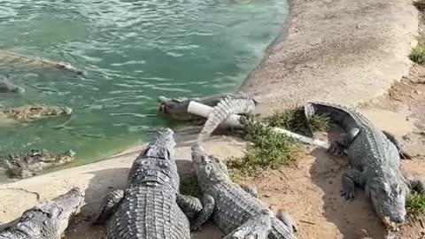 Cruel Farmer Feeds Crocodiles With Live Chicken
