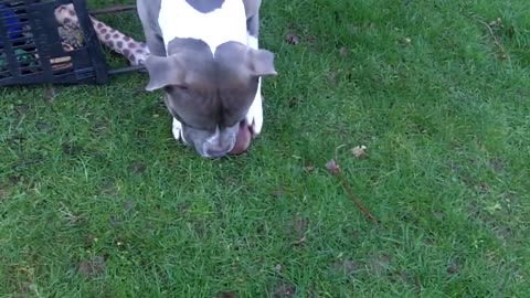 American Bull Kenzo choosing his toy.