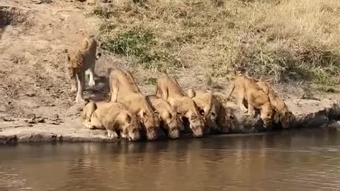 Eighteen lions drinking water