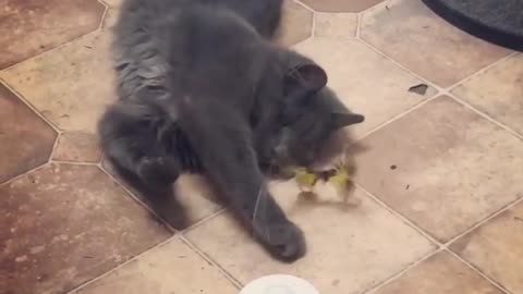 Cat playing with Butterfly