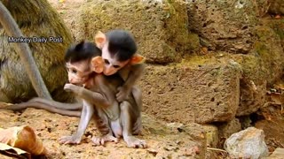 Epic fail baby monkeys