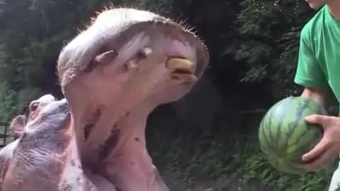 Funny Hippo Family Eating Watermelons ＆ Baby Hippo