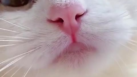 ❤️❤️funny cats meow baby cute compilation❤️❤️