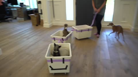 I Made A Train For My Dogs