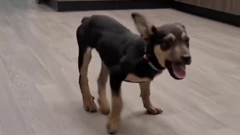 This puppy loves the music and expresses with dancing