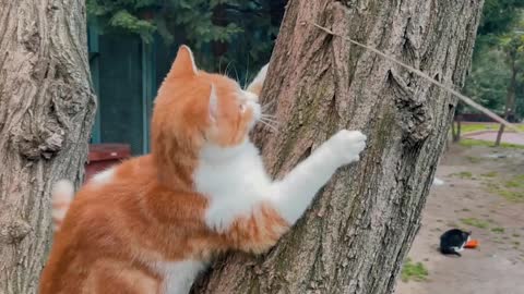 Cute Cat Climbing Tree