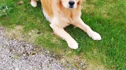 Dog playing with a ball gun.