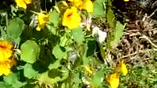 Nasturtium feast