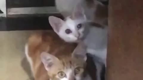 Funny cats