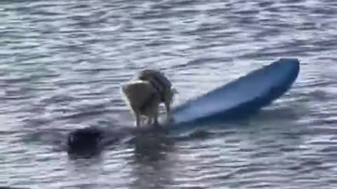 Incredible moment hero dog saves another dog stranded on a surfboard