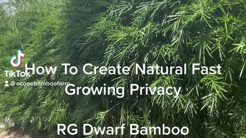 How to create a natural privacy barrier using RG Dwarf Bamboo