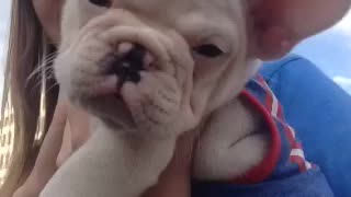 White puppy wearing blue outfit stares at camera while being held