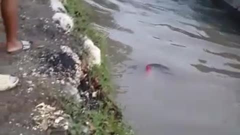 People rescuing a our crocodile slash alligator not sure which one of them it is