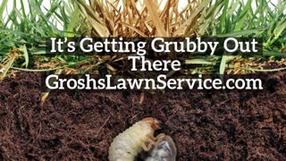 Grubs Boonsboro MD LOcal Lawn Care Service