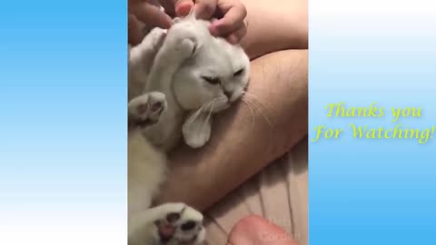 Funny Cats Vides | My First Times | Viral Animal Planet