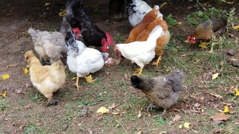 Chickens Face Full of Cake