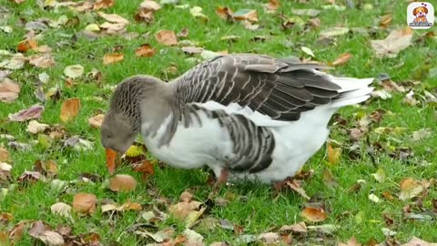 Nature of Animals।। Beautiful Animal's Video