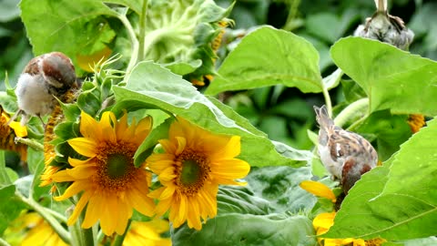 Sparrow birds