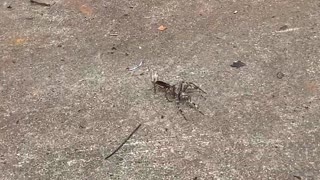 Insect Makes Big Spider its Prey