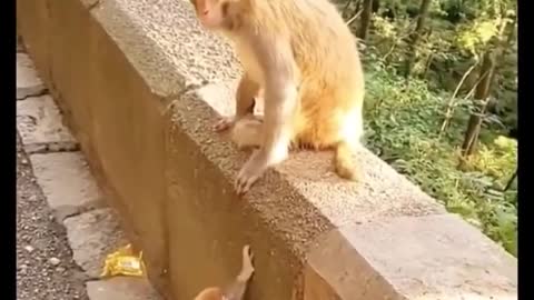 Funny monkeys