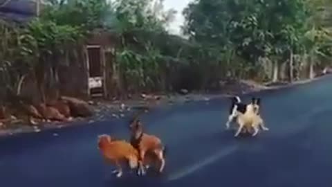 Dog And gode funny video best funny video 2021