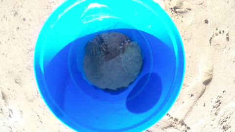 A lobster and crab put into a blue bucket