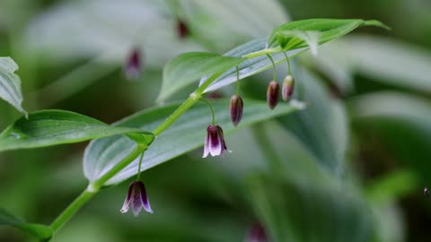 Rosy Twistedstalk