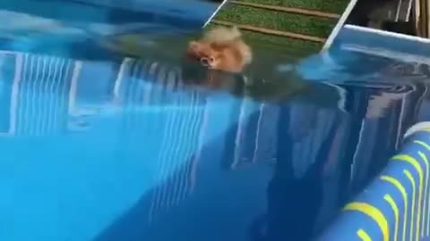 Pomeranians swim to beat the heat!