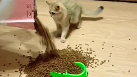 funny viral cat - ops fails moments - crazy cats - cute kitty reaction _shorts _crazy _funniest ✌️