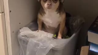 Chihuahua Caught Getting Into Garbage