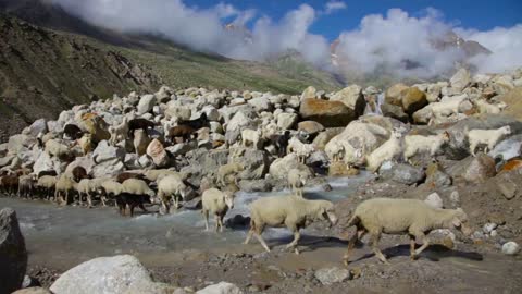 Sheep and goats. Mountain goats, Spiti Valley, Himachal Pradesh, India