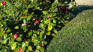 Bloomed Camellia bushes