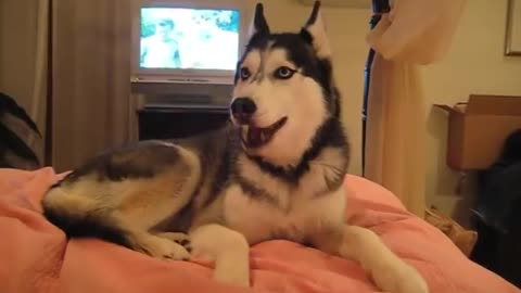 Husky Dog Talking - " I love you "