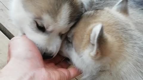Puppies husky tried to bite off fingers