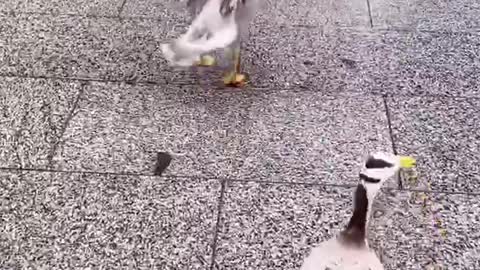 The ducks are walking