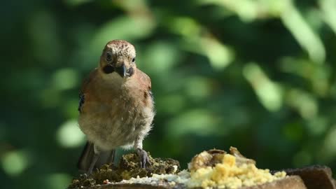 bird-sperling-water-bath-water-