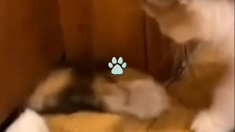 Cutest Try not to Laugh Kittens - Pups - 94