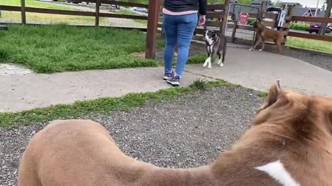 German Shepherd Attacks Pitbull [OFF LEASH DOG PARK 1